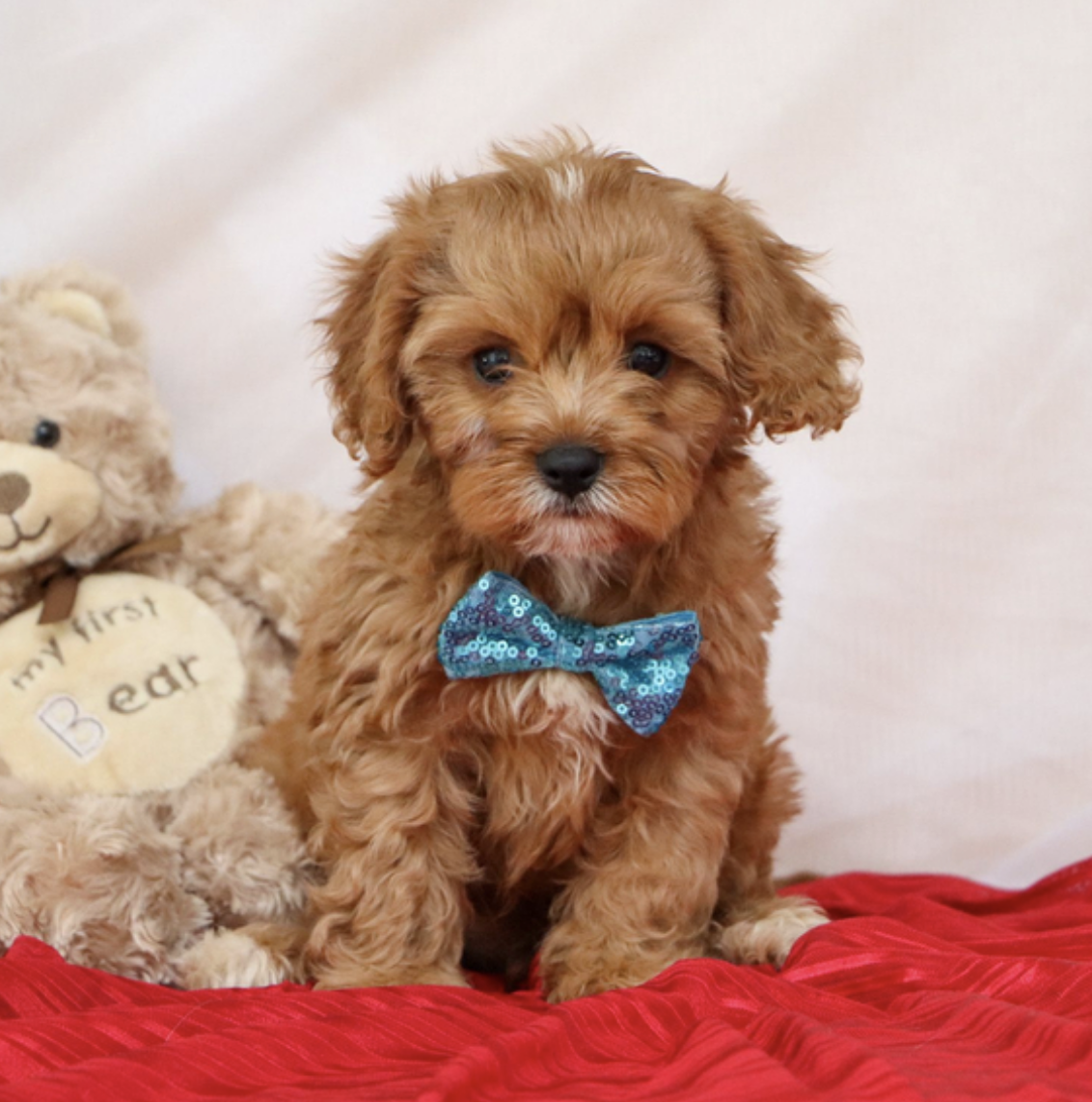 comprar cachorros sanos, baratos y asequibles para la venta